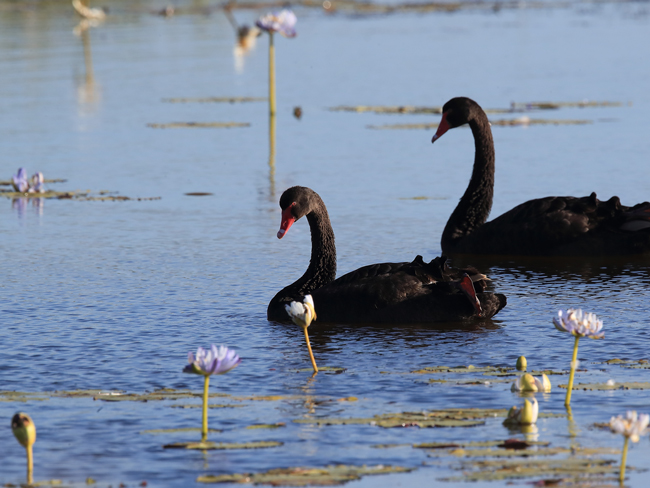 650x488px-Tracking-black-swans